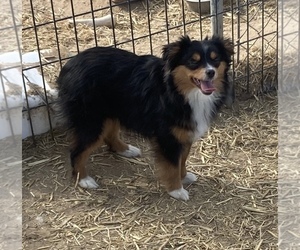 Miniature Australian Shepherd Puppy for sale in FORT MORGAN, CO, USA