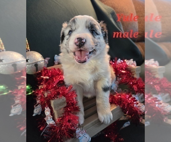 Medium Photo #1 Australian Shepherd Puppy For Sale in BRIDGEWATER, VA, USA
