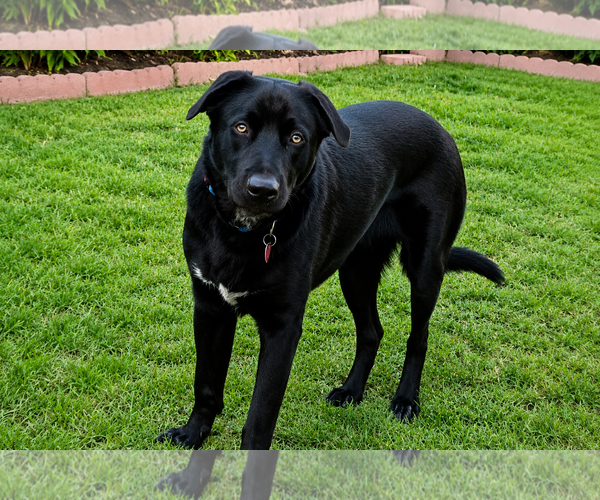 Medium Photo #2 Labrador Retriever-Unknown Mix Puppy For Sale in Clovis, CA, USA
