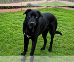 Small #1 Labrador Retriever Mix