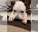 Small #8 American Pit Bull Terrier Mix