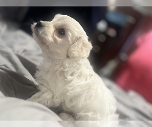 Maltipoo Puppy for sale in SEVEN SPRINGS, NC, USA