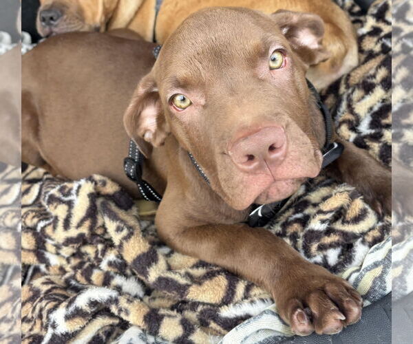Medium Photo #10 American Staffordshire Terrier-Labrador Retriever Mix Puppy For Sale in Princeton, MN, USA