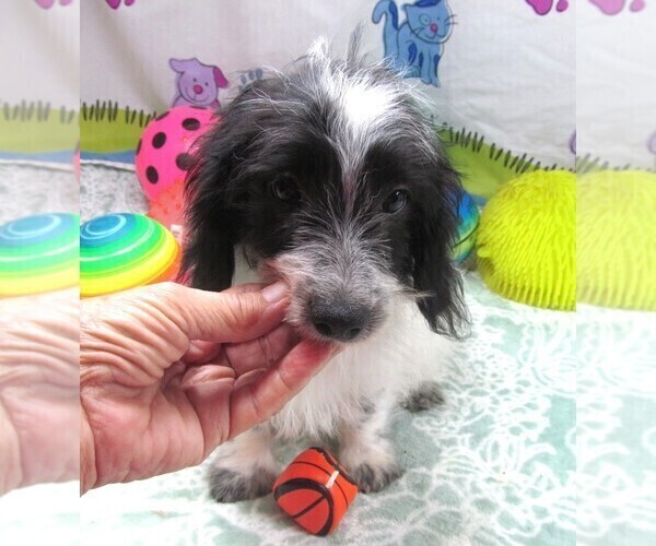 Medium Photo #3 Chiweenie-Poodle (Toy) Mix Puppy For Sale in RATTAN, OK, USA