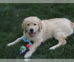 Small #2 Golden Retriever