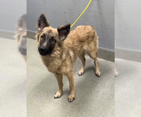 Medium Photo #1 German Shepherd Dog-Unknown Mix Puppy For Sale in Las Vegas, NV, USA