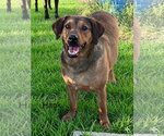 Small Labrador Retriever Mix