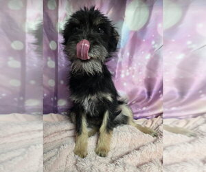 Tassels - Female Mutt Dog for Adoption - Photo #3