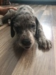 Small Photo #1 Great Dane Puppy For Sale in PUEBLO, CO, USA