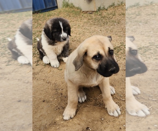 Medium Photo #4 Anatolian Shepherd Puppy For Sale in CUMBY, TX, USA
