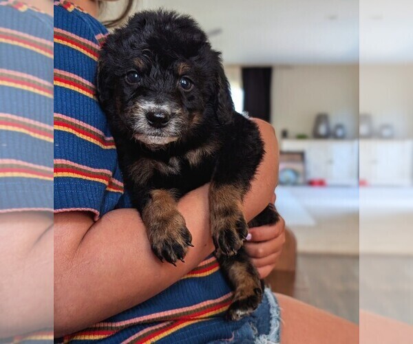 Medium Photo #23 Bernedoodle (Miniature) Puppy For Sale in DAVIS, CA, USA