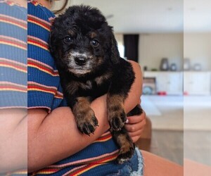 Medium Bernedoodle (Miniature)