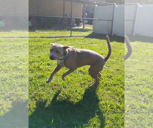 Medium Photo #17 Labrador Retriever-Unknown Mix Puppy For Sale in Holly Springs, NC, USA