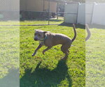 Small Photo #17 Labrador Retriever-Unknown Mix Puppy For Sale in Holly Springs, NC, USA