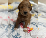 Puppy Maui Goldendoodle
