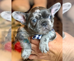 Small #28 French Bulldog