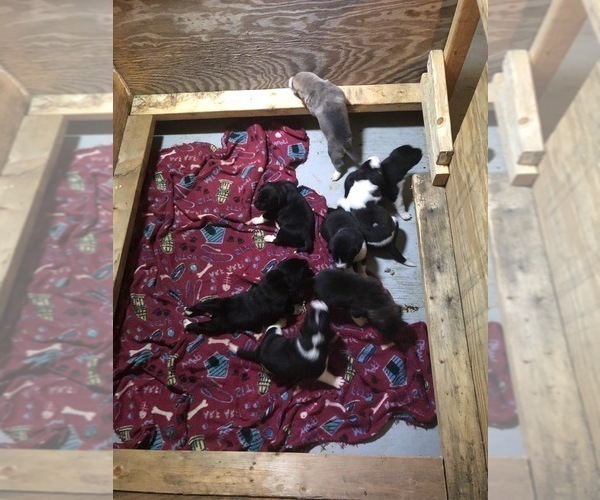 Medium Photo #16 American Pit Bull Terrier-Bullmastiff Mix Puppy For Sale in PINEBLUFF, NC, USA