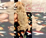 Small #10 American Bully