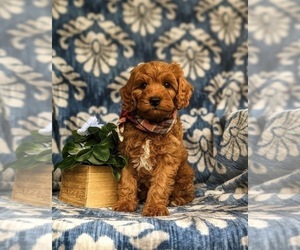 Cavapoo Puppy for sale in STEVENS, PA, USA