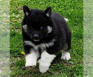 Siberian Husky Puppy for sale in OTTAWA, OH, USA