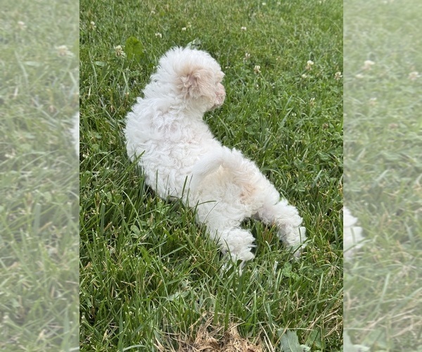 Medium Photo #4 Bichpoo Puppy For Sale in CANOGA, NY, USA