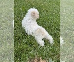 Small #3 Bichpoo