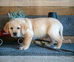 Small Photo #6 Golden Labrador Puppy For Sale in GOSHEN, IN, USA
