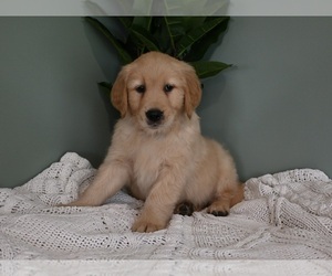Golden Retriever Puppy for Sale in APPLE CREEK, Ohio USA
