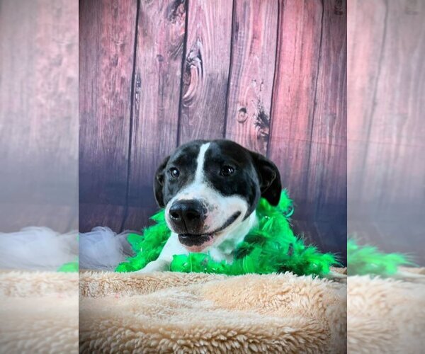 Medium Photo #13 Labrador Retriever-Unknown Mix Puppy For Sale in Lockport, NY, USA