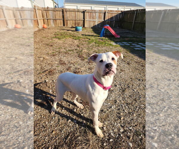 Medium Photo #5 Mutt Puppy For Sale in Evansville, IN, USA