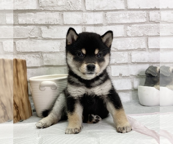 Medium Photo #11 Shiba Inu Puppy For Sale in SAN JOSE, CA, USA
