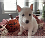 Small Photo #1 Pomsky Puppy For Sale in SAN TAN VALLEY, AZ, USA