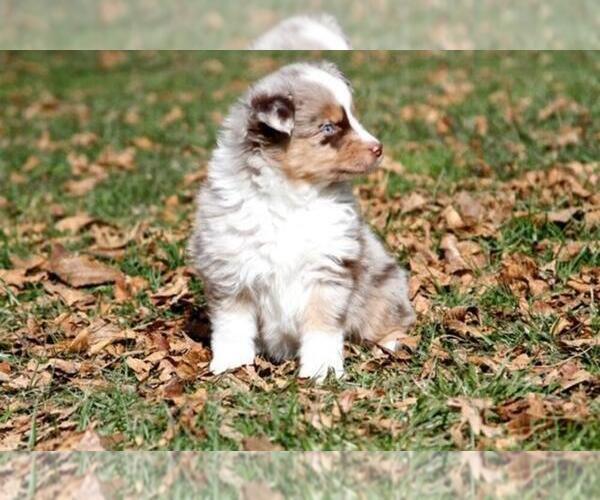 Medium Photo #2 Miniature Australian Shepherd Puppy For Sale in MAGNOLIA, TX, USA