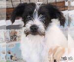 Small Photo #2 Jack Russell Terrier-Unknown Mix Puppy For Sale in Washington, DC, USA
