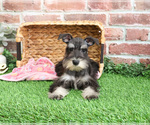 Small #4 Schnauzer (Miniature)