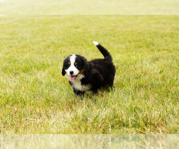 Medium Photo #1 Bernese Mountain Dog Puppy For Sale in SHIPSHEWANA, IN, USA