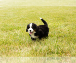 Small Photo #1 Bernese Mountain Dog Puppy For Sale in SHIPSHEWANA, IN, USA