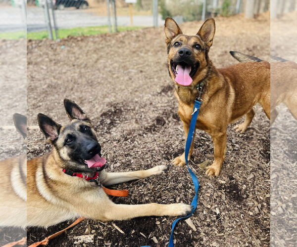 Medium Photo #4 Mutt Puppy For Sale in Clarkesville, GA, USA