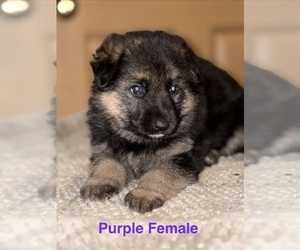 German Shepherd Dog Puppy for sale in SUMPTER TWP, MI, USA