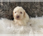 Small Photo #5 Goldendoodle Puppy For Sale in CANON, GA, USA