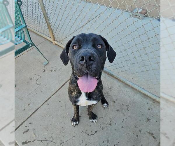 Medium Photo #1 Great Dane-Unknown Mix Puppy For Sale in Modesto, CA, USA