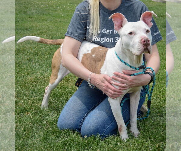Medium Photo #4 American Staffordshire Terrier-Boxer Mix Puppy For Sale in Huntley, IL, USA