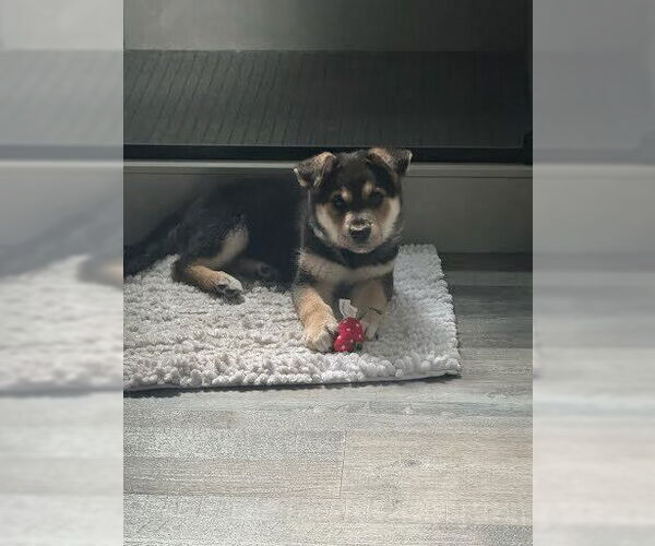 Medium Photo #4 Mutt Puppy For Sale in Pacifica, CA, USA