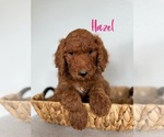 Puppy Hazel Poodle (Standard)
