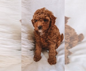 Poodle (Miniature) Puppy for sale in SACRAMENTO, CA, USA