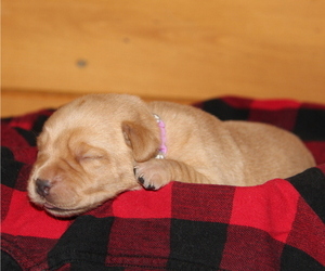 Medium Labrador Retriever