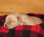 Puppy Sierra Labrador Retriever