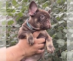 Small #4 French Bulldog