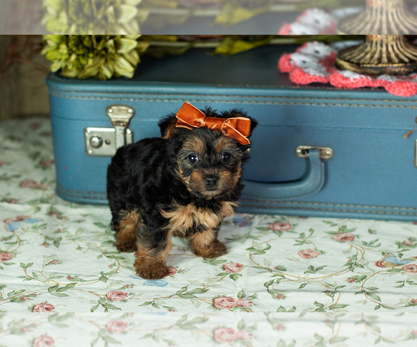 Medium Photo #3 Yorkshire Terrier Puppy For Sale in NAPPANEE, IN, USA