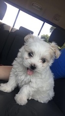 Maltipoo Puppy for sale in MACOMB, MI, USA